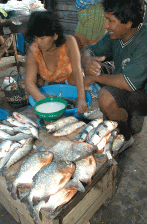 Fischmarkt Iquitos