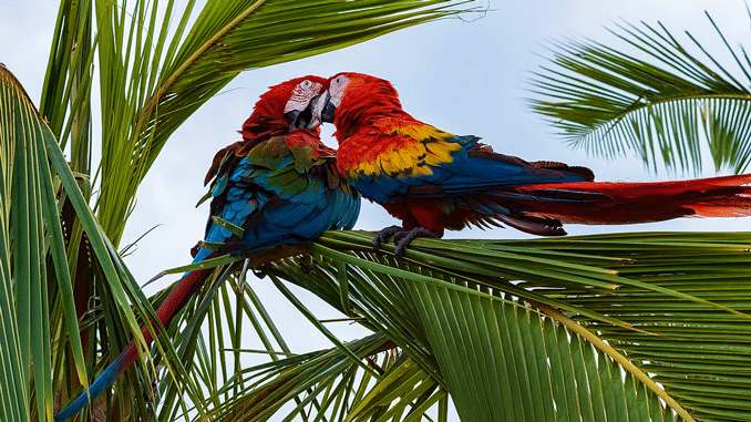 Papageien: Ratgeber in Sachen Liebe