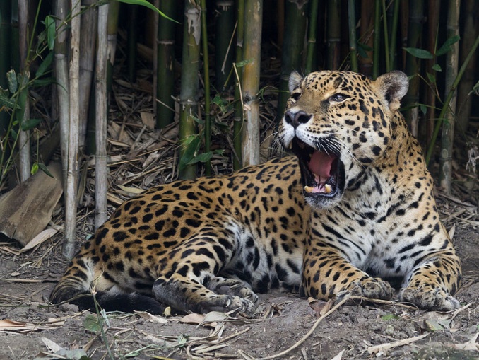 Der Jaguar Das Phantom Des Dschungels
