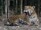 Schutz Korridor für Jaguar