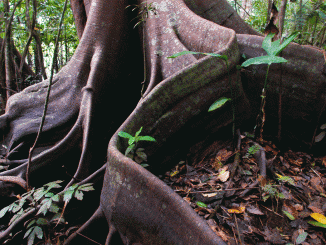 Grüne Hölle oder Paradies: Brettwurzelbaum im Regenwald in Peru