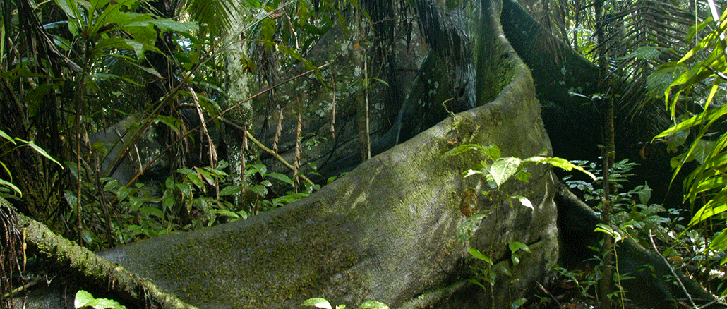 Brettwurzelbaum im Regenwald in Peru