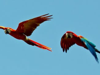 aras Papageien Vögel birds