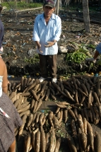 Iquitos Verkäufer Maniok