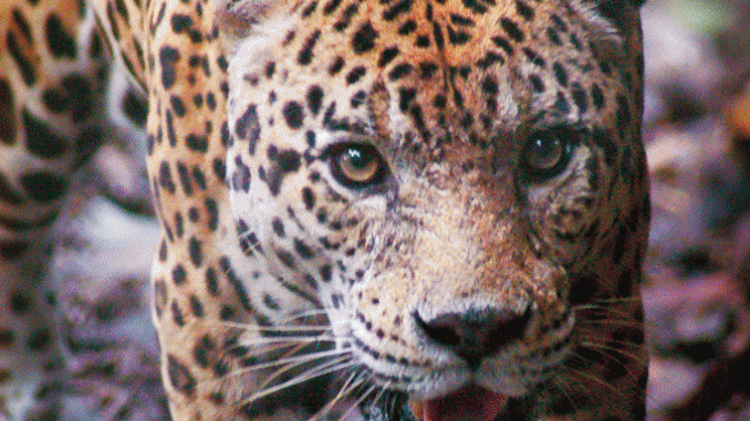 Mit einer Fotofalle kommen Forscher dem Jaguar auf die Spur