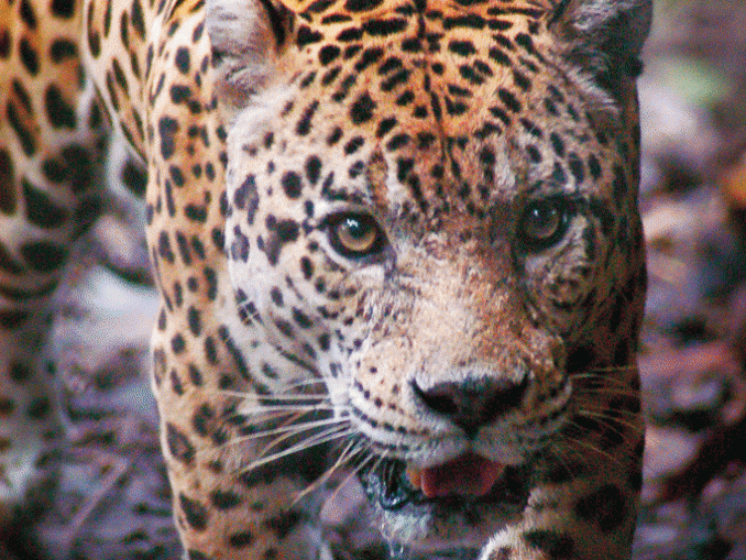 Der Jaguar Das Phantom Des Dschungels