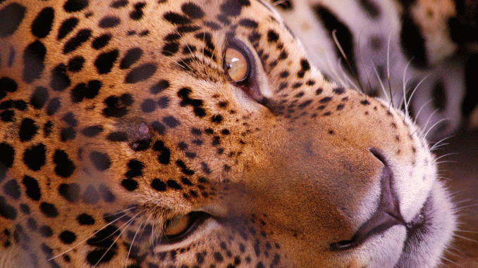 Jaguar Großaufnahme