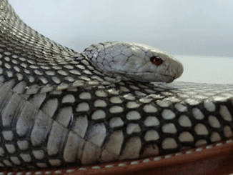 Kobrastiefel Schlangenstiefel