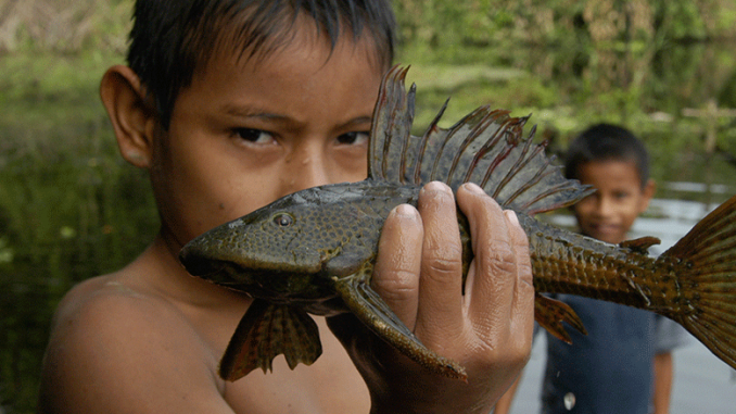 Welt der Fische Amazonas