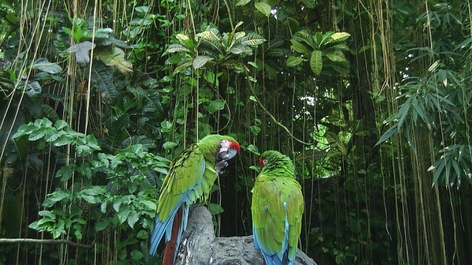 Zwei Aras in Brasilien im Regenwald