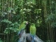 Zwei Aras in Brasilien im Regenwald