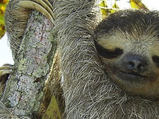 Schimpfwort Faultier Sloth amazonas