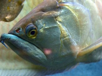 Arowana Amazonas Fisch Hochspringer