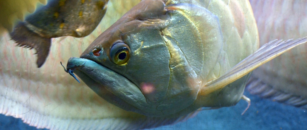Arowana Amazonas Fisch Hochspringer