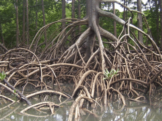 Mangrove Mangroven