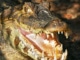 Krokodile Kaiman