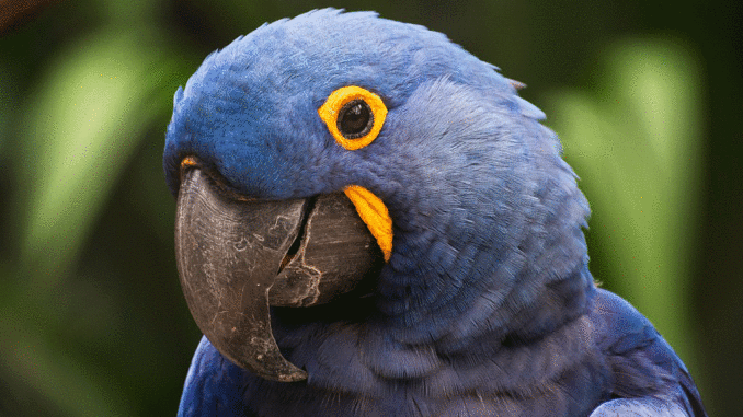 Arara Azul Papagei