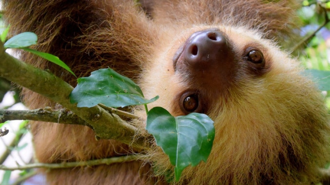 Faultier Sloth Amazonas