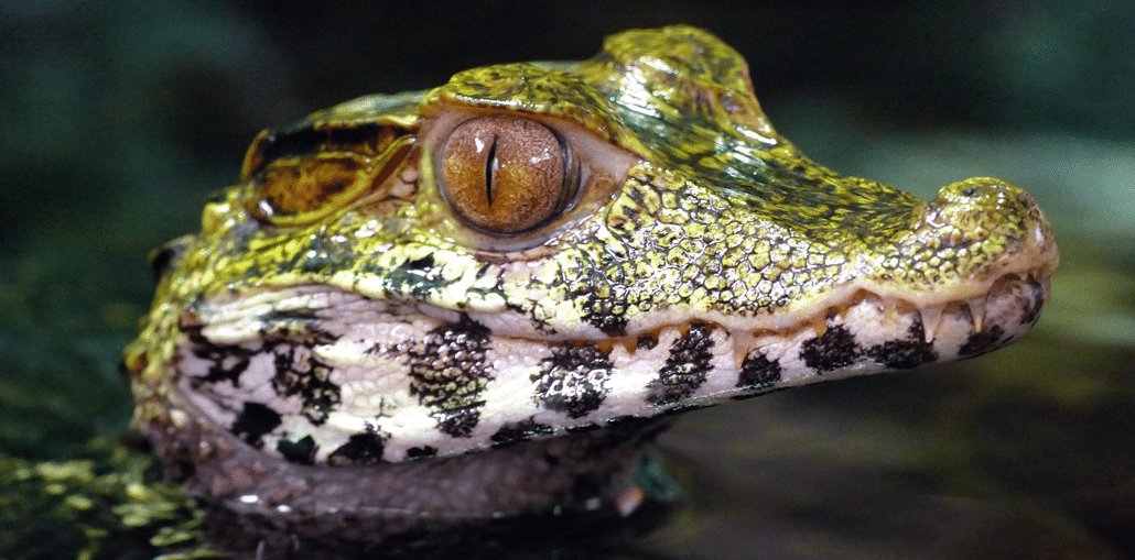 Krokodil Kaiman