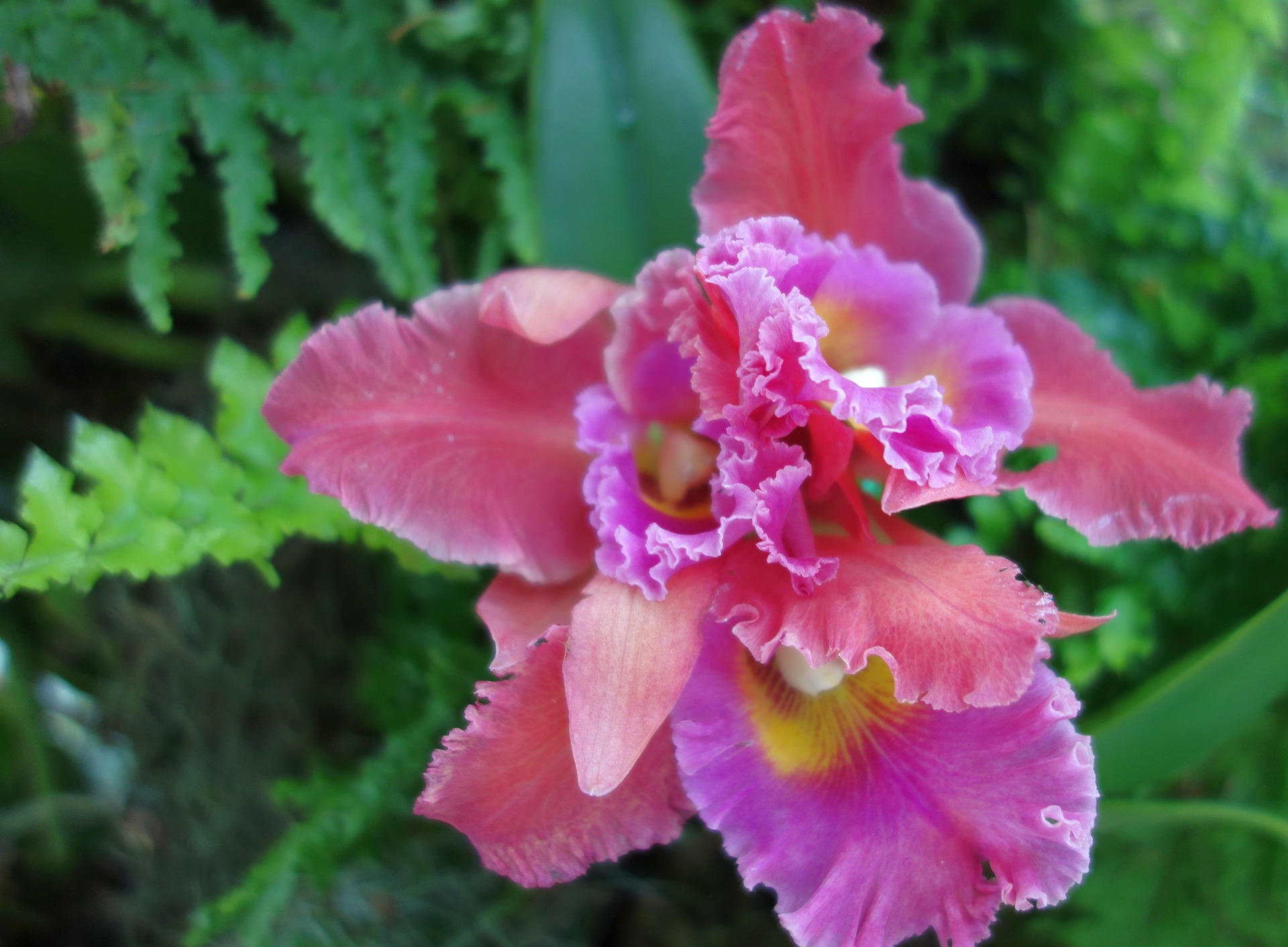 Orchideen wilde Schönheiten