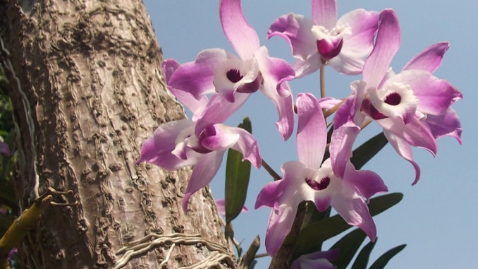 Orchideen wilde Schönheiten