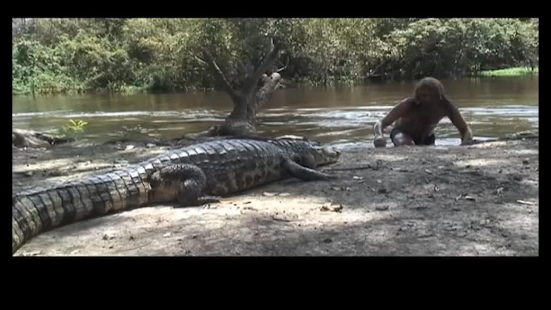 Hautnah mit Krokodil