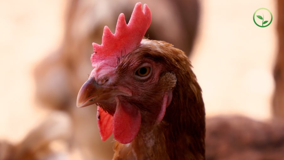Ein Huhn mit rotem Kamm. Hühner haben ein Gesicht und einen Charakter. Wo aber können Nutztiere noch ihr ursprüngliches Verhalten leben? Denn sie stammen von wilden Tieren ab. Die Massentierhaltung lässt keinen Raum.