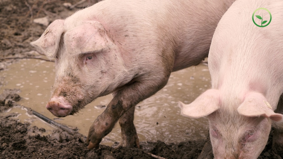 Schweine wühlen in Matsch und Modder. Doch wo können Nutztiere noch ihr ursprüngliches Verhalten leben? Denn sie stammen von wilden Tieren ab. Die Massentierhaltung lässt keinen Raum.